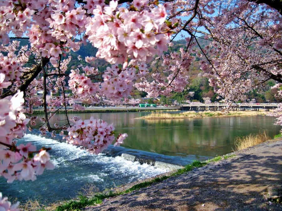 Osaka/Kyoto:Kinkakuji,Arashiyama,FushimiInariShrine,NaraPark - Todai-ji Temple: UNESCO’s Great Buddha (15 meters)