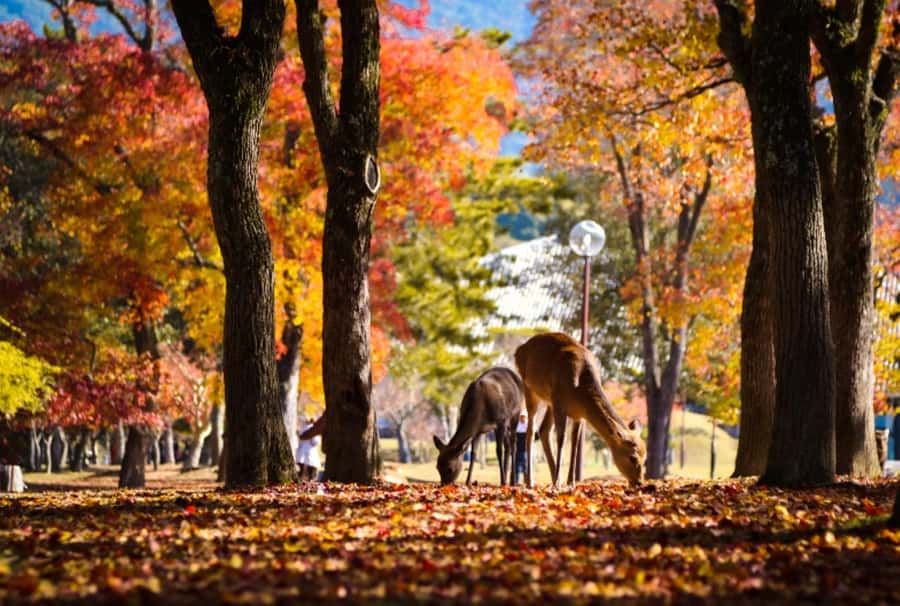 Osaka/Kyoto:Kinkakuji,Arashiyama,FushimiInariShrine,NaraPark - Arashiyama Bamboo Grove: time blocks that match your style