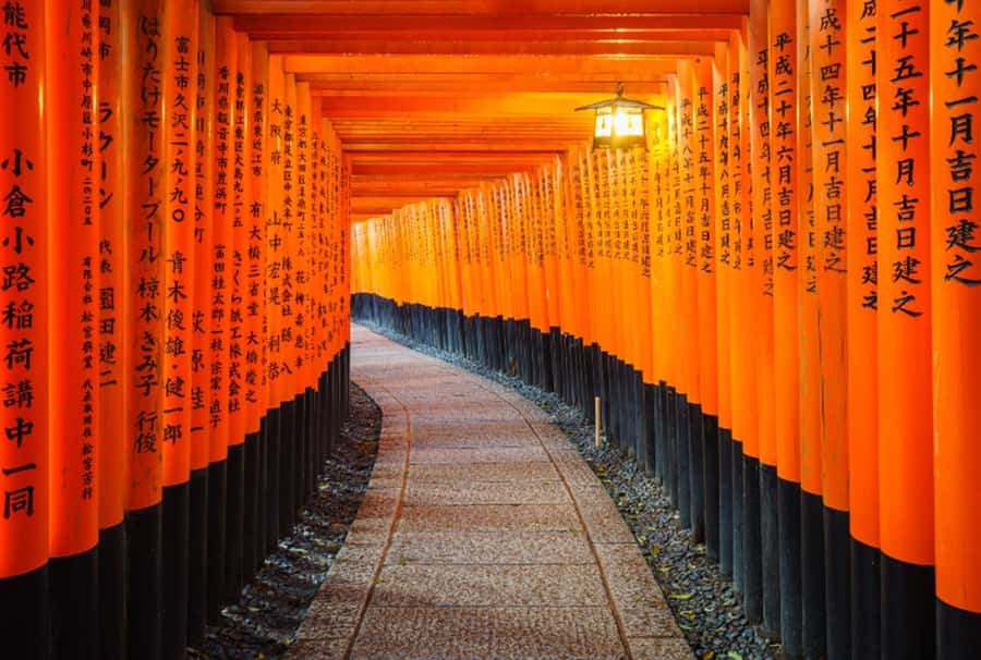 Osaka/Kyoto:Kinkakuji,Arashiyama,FushimiInariShrine,NaraPark - Price and value: what $66 buys you