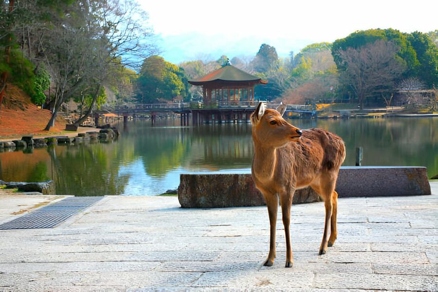 Osaka/Kyoto: Private Kyoto and Nara Day Trip - How the 10-hour schedule really feels (and how to pace it)
