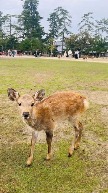 Osaka & Nara: Private Tour with English speaking guide - Pickup from your hotel in Osaka or Kyoto (and how to avoid surprise fees)