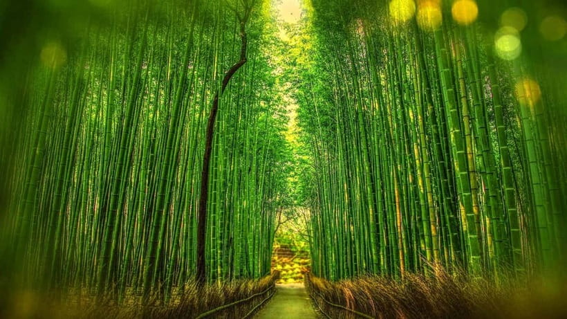Osaka to Kyoto: Arashiyama Bamboo Grove Small Group Tour - Getting picked up: Osaka station or Loop Line hotels