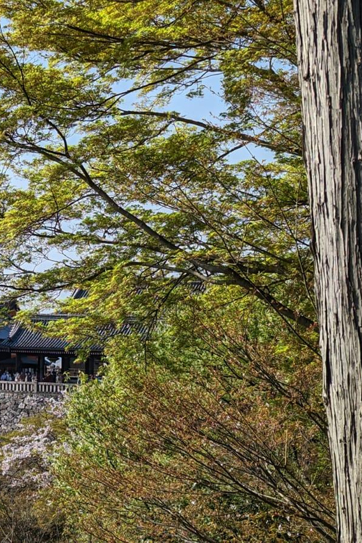 Private 8 hour Tour around Kyoto with Spanish guide - Who Should Book This Private Spanish Kyoto Tour?