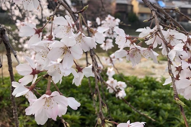 Private car tour in Kyoto (up to 4) - Why a Private Car Works So Well in Kyoto
