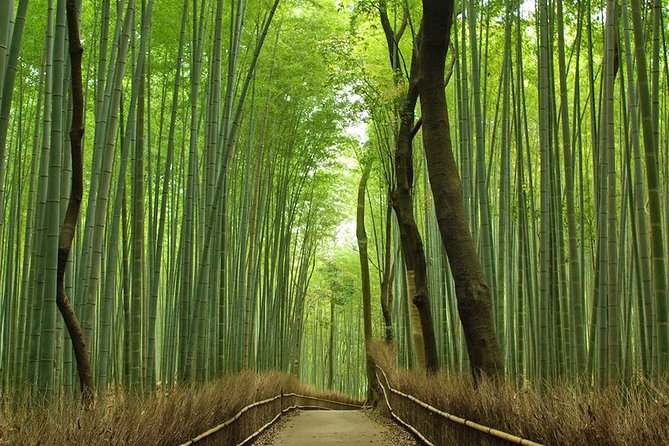 Private Kyoto Arashiyama Custom Half-Day Tour by Chartered Vehicle - Stop 1: Arashiyama Bamboo Paths (30 Minutes, Free) and How to Enjoy Them