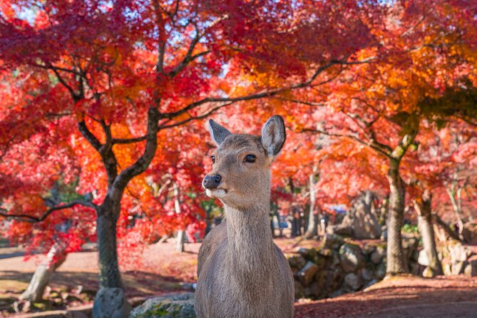 Private Kyoto Tour by Car with Optional Nara or Osaka Add-Ons - Fushimi Inari Taisha: Torii Gates, Fast Photos, and a Better First Impression