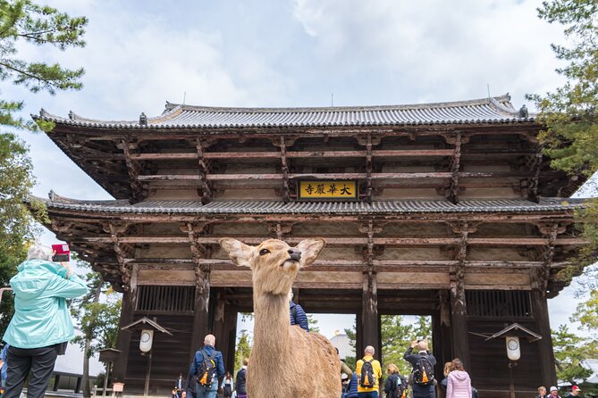 Private Kyoto Tour by Car with Optional Nara or Osaka Add-Ons - Picking Your Day: Kyoto Highlights, Nara Add-On, or Osaka Swap