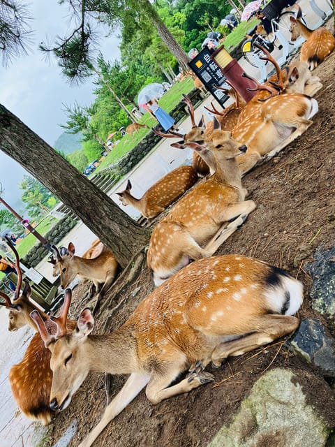 Private Nara Tour from Osaka – Meet at Your Hotel - From Osaka to Nara in One Guided Day