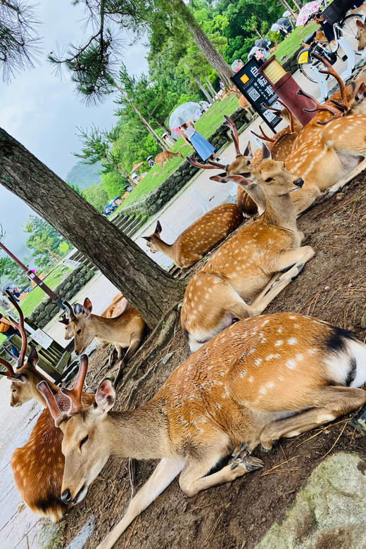 Private Nara Tour from Osaka – Meet at Your Hotel - Kōfuku-ji: UNESCO Temple Design You Can Actually See Up Close