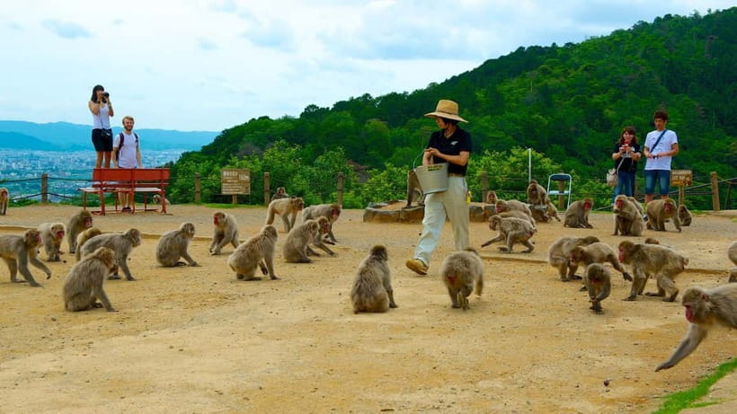 Private Tour to Monkey Park and Arashiyama Highlights - Watching Japanese Macaques Up Close (Without Making It Messy)
