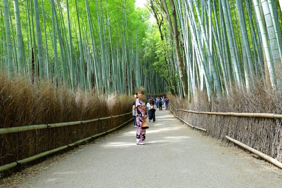 Private Tour to Monkey Park and Arashiyama Highlights - Who This Tour Suits Best (and Who Should Re-think It)