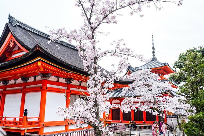 Private & Unique Kyoto Cherry Blossom "Sakura" Experience - Key highlights worth your attention