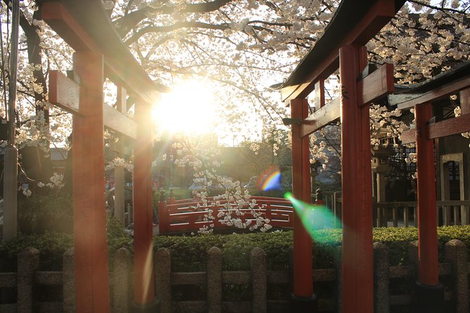 Private & Unique Kyoto Cherry Blossom "Sakura" Experience - Riverbank Evening Blossoms and Yozakura Timing