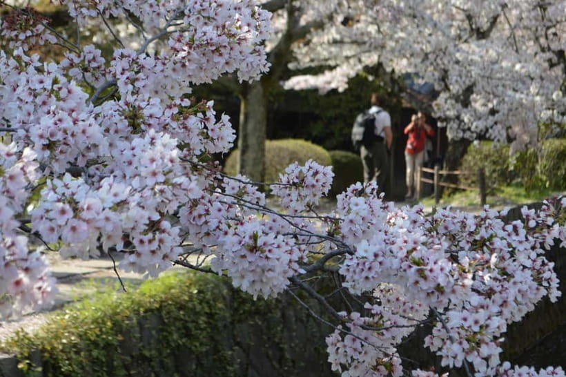 Sacred Pathways: Discover the Philosopher's Path of Kyoto - Key things that make Sacred Pathways: Philosopher’s Path special