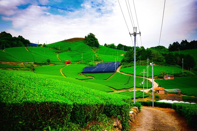 Scenic Green Tea Fields of Hidden Kyoto & Local Tea Exp (Private) - Key Highlights You’ll Care About