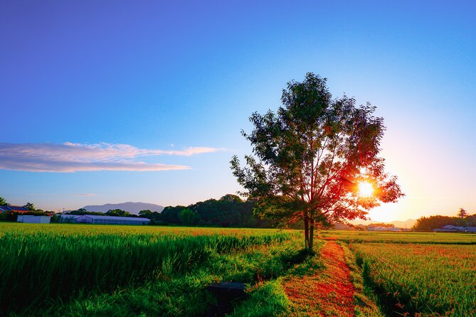 Scenic Green Tea Fields of Hidden Kyoto & Local Tea Exp (Private) - Stop 2: Wazuka-cha Cafe for Tea Tasting You Can Taste