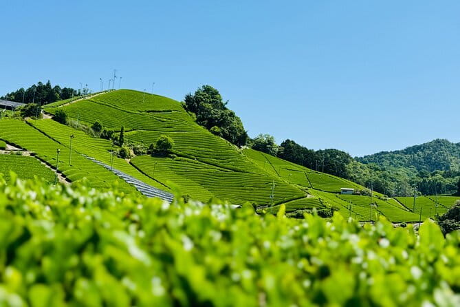 Slow Cycling Tour at Uji's Matcha Green Tea Fields and Heritage - Stop-by-stop: Chazuna, shrines, a Zen temple, and river calm