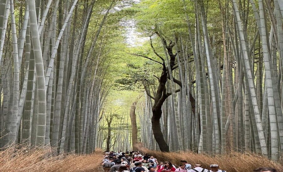 Treasures of Kyoto: Gion & historical Walking Tour - Who This Tour Is Best For