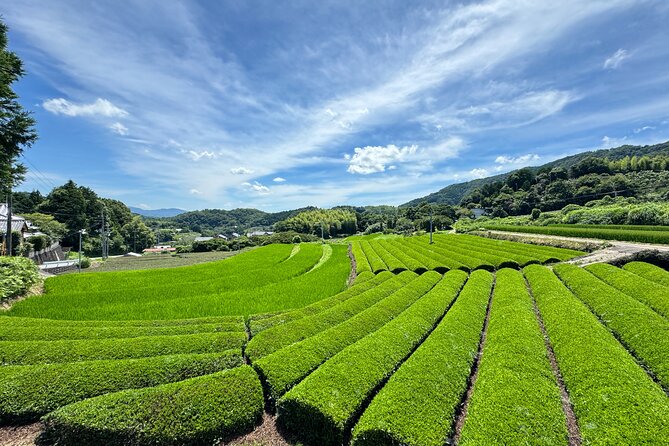 Uji and Wazuka Matcha Farm Half Day Private Guided Tour - Who This Tour Suits Best (and Who Might Not)